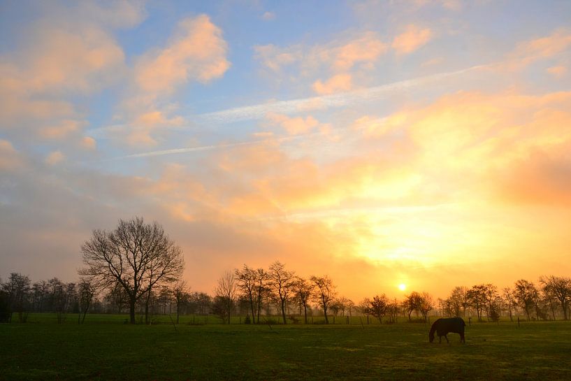 Cheval au soleil levant, Doezum, Groningen par Mark van der Werf