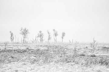 Ein kalter Wintertag im belgischen Hohen Venn