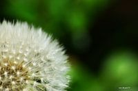Paardenbloem close up