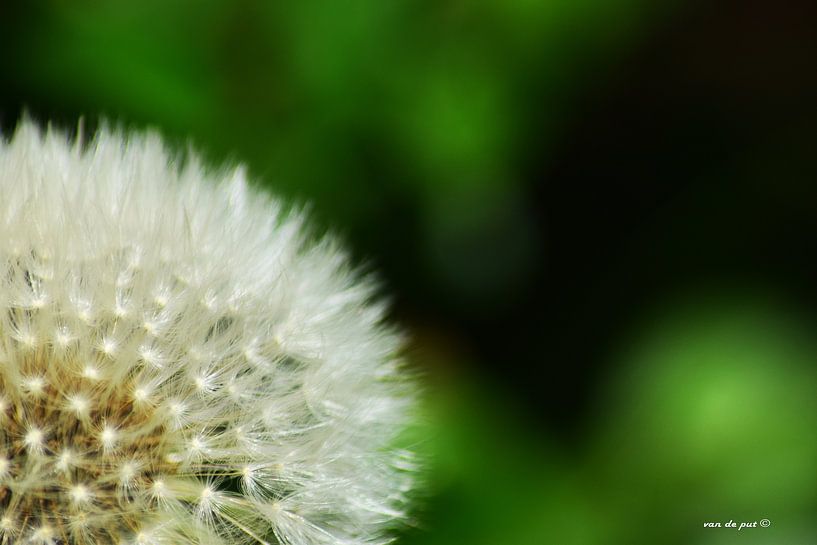 Paardenbloem close up by Vincent Van de put