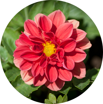 Roze bloem van Anita van Hengel