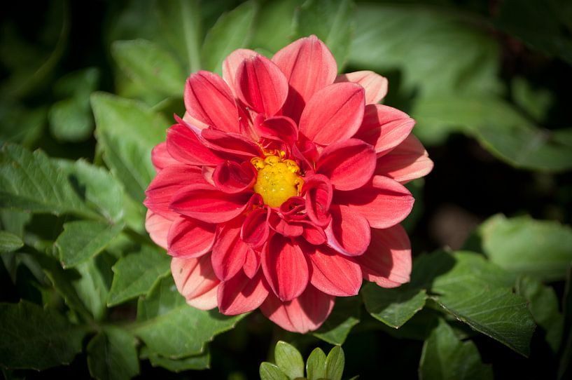 Roze bloem van Anita van Hengel