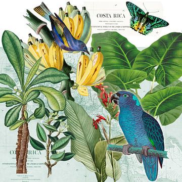 A tropical dream by christine b-b müller