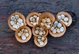Yellow nesting mushroom on dead wood by Marcel Klootwijk
