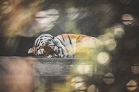Tiger taking a nap