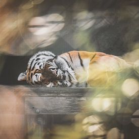 Tiger taking a nap by Nikki IJsendoorn