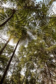 Forest Ceiling
