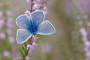 An Icarus blue on flowering heather by Roger te Wierike