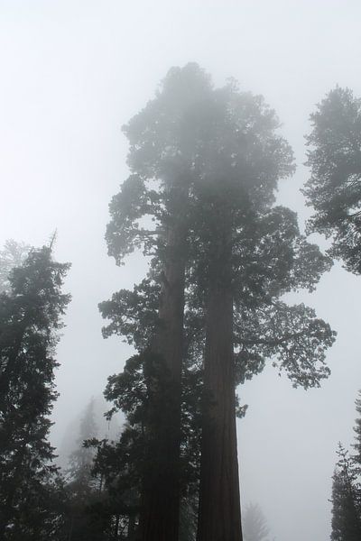 Swquoia by Paulien Hemelaar