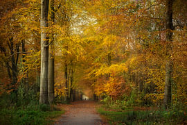 Ocker und Gold – Stimmungsvoller Herbstwald von BowiScapes – Kunst und urbane Wandgestaltung