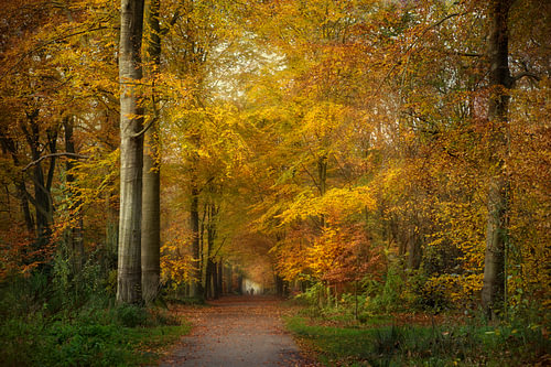 Ocker und Gold – Stimmungsvoller Herbstwald von BowiScapes – Kunst und urbane Wandgestaltung