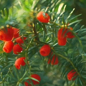 Taxus. Winterritme in Rood en Groen