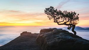 Wetterkiefer auf dem Lilienstein bei Sonnenaufgang