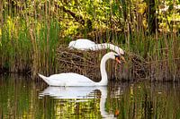Deux cygnes, en période de reproduction, tête contre tête