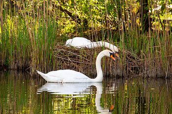 Deux cygnes, en période de reproduction, tête contre tête