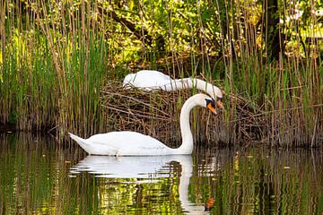 Two swans, during breeding, heads together by Strooptocht.EU