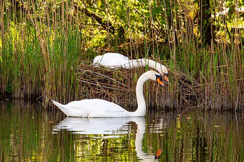 Twee zwanen, tijdens de broed, de hoofden bij elkaar