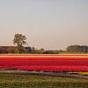 Tulipes sur Kyra Hoekema