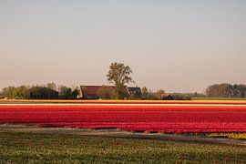 Tulips by Kyra Hoekema