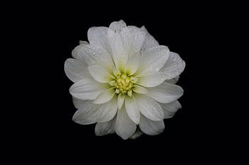 Porträt einer weißen Blume