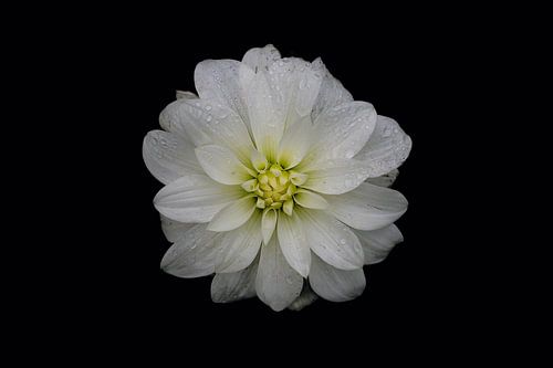 Portret van witte bloem