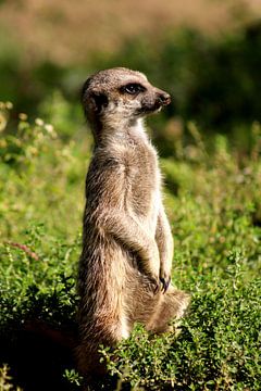 Meerkat by Kim de Groot