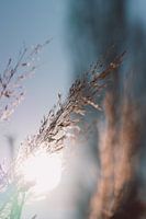 Blooming grass in the morning sun