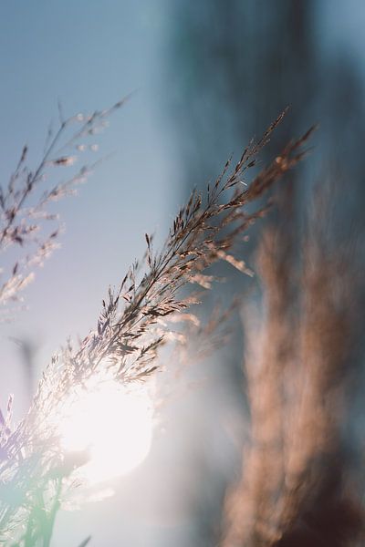Herbes en fleurs dans le soleil du matin par Robin van Steen
