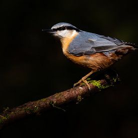 Nuthatch in the spotlight by Ard Jan Grimbergen