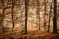 herfst in het bos van Contrast inBeeld thumbnail