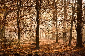 herfst in het bos van Contrast inBeeld