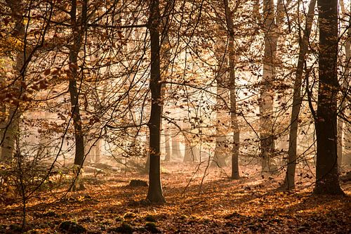 herfst in het bos