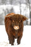 In the fight he lost a piece of the horn