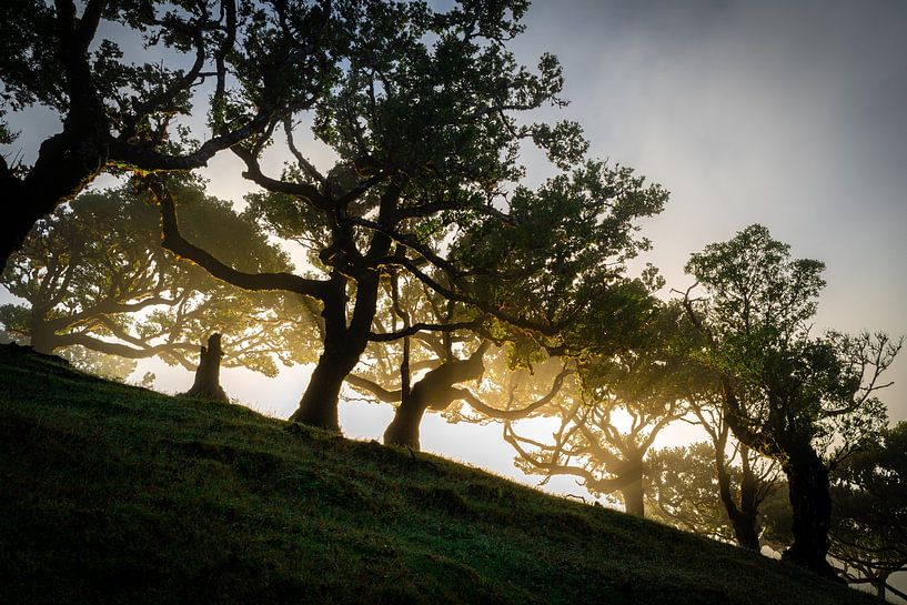 illuminated trees by Stefan Bauwens Photography