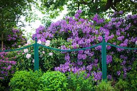 Gartenzaun und Rhododendronblüte, Bad Zwischenahn