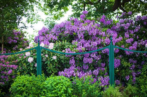 Gartenzaun und Rhododendronblüte, Bad Zwischenahn