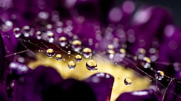 Drops... by Monique Hogenaar