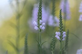 physostegia virginiana by Tania Perneel
