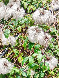 Clematis Blue Dancer têtes de semences sur Dorothy Berry-Lound