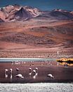 Flamingos in der bolivianischen Hochebene | Bolivien von Felix Van Leusden Miniaturansicht
