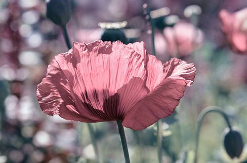 Poppies
