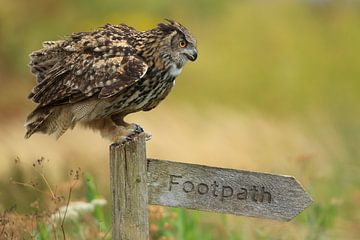 Oehoe on footpath signpost in haystack by Jeroen Stel