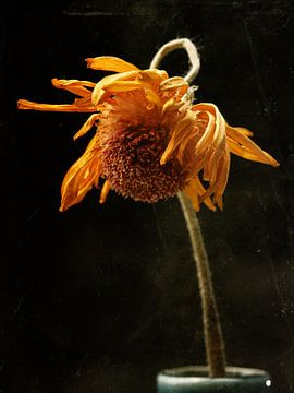 Fleur de marguerite jaune flétrie sur un fond sombre de studio. sur Andreas Berheide Photography