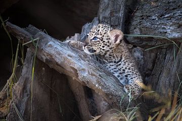 Leopardenjunges mit blauen Augen von Jos van Bommel