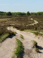 Uitzicht vanaf een duin bij de Gasterse duinen in Drenthe op een warme lente dag