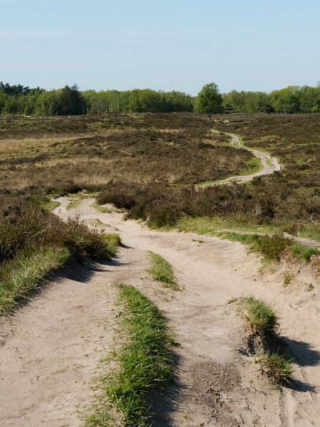 Uitzicht vanaf een duin bij de Gasterse duinen in Drenthe op een warme lente dag van Peter Bruijn