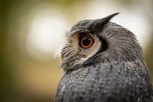 Le hibou regarde en arrière sur KB Design & Photography (Karen Brouwer)