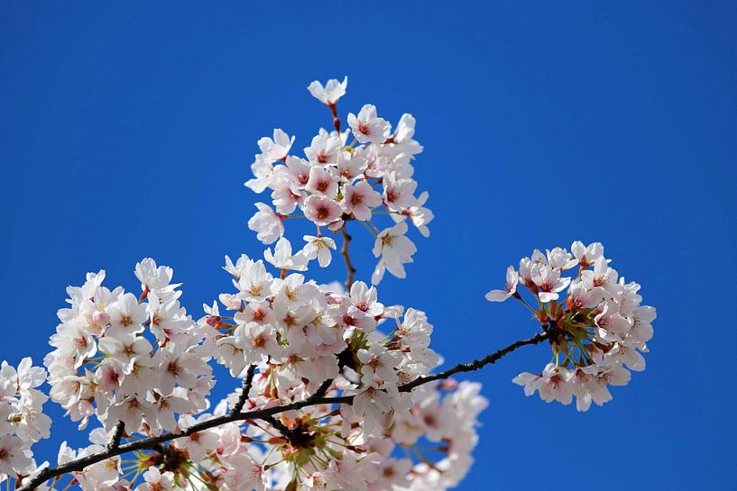 Spring Blossom by EFFEKTPHOTOGRAPHY.nl