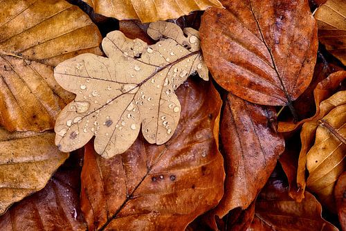 Herfstkleuren