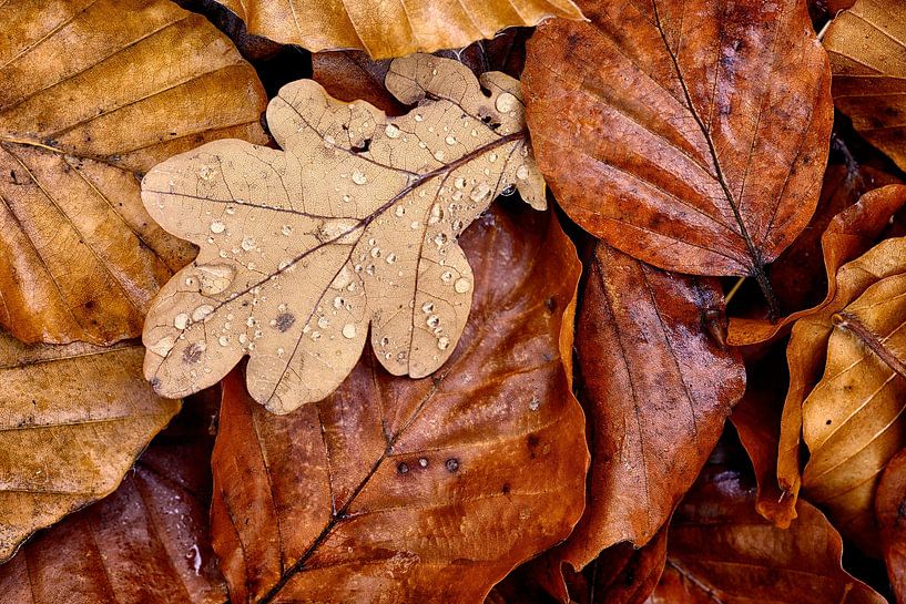 Herbstfarben von Rolf Schnepp